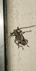 Aegomorphus jaspideus