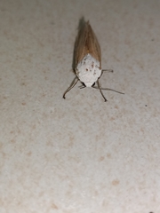 Creatonotos transiens