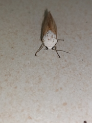 Creatonotos transiens