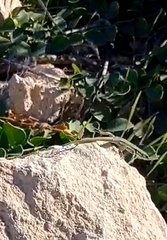 Podarcis filfolensis