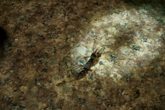 Harpegnathos venator