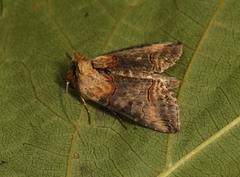 Abrostola triplasia