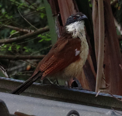 Centropus superciliosus burchellii