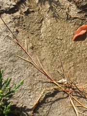 Puccinellia maritima