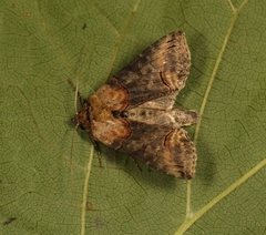 Abrostola triplasia