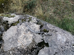 Zamenis scalaris