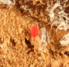 Amphitetranychus viennensis