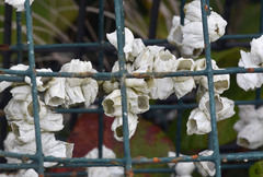 Amphibalanus eburneus