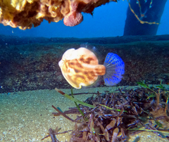 Brachaluteres jacksonianus