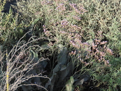 Limonium