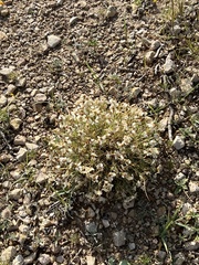 Zinnia acerosa