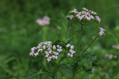 Centranthus