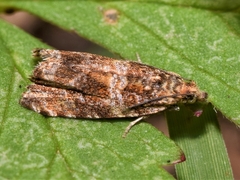 Celypha