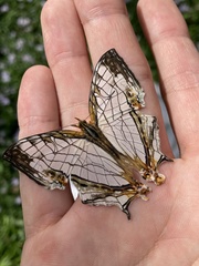 Cyrestis thyodamas mabella