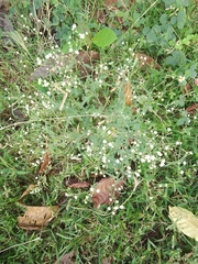 Parthenium hysterophorus