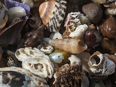 Cacozeliana granarium