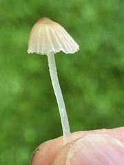 Porotheleaceae
