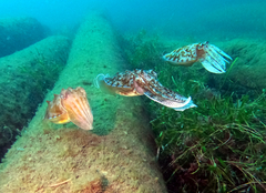 Sepia apama