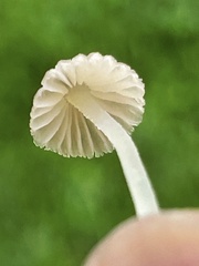 Porotheleaceae