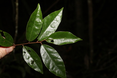 Elaeagnus triflora