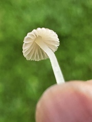 Porotheleaceae