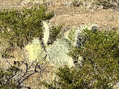 Opuntia arizonica