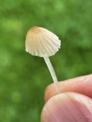 Porotheleaceae