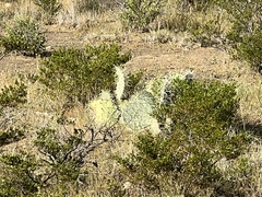 Opuntia arizonica