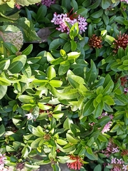 Ixora