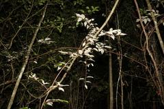 Elaeagnus triflora