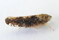 Prescottia brickellia