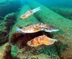Sepia apama