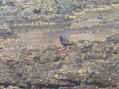 Haematopus fuliginosus