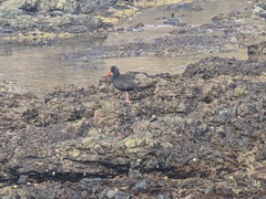Haematopus fuliginosus
