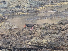 Haematopus fuliginosus