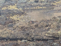 Haematopus fuliginosus