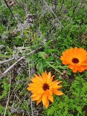 Calenduleae