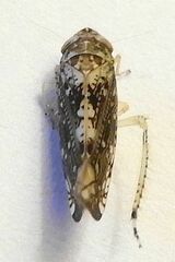 Prescottia brickellia