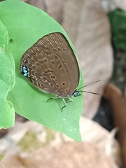 Arhopala major