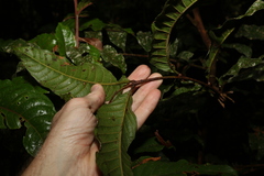 Diploglottis diphyllostegia