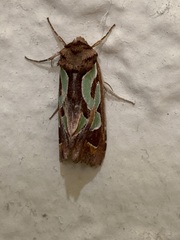 Cosmodes elegans
