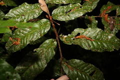 Diploglottis diphyllostegia