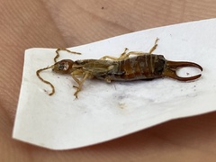 Forficula auricularia