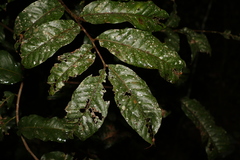 Diploglottis diphyllostegia