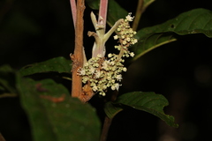Diploglottis diphyllostegia