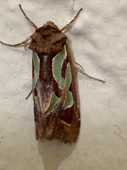 Cosmodes elegans