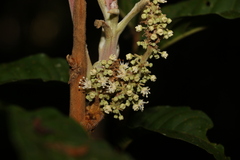 Diploglottis diphyllostegia