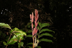 Diploglottis diphyllostegia