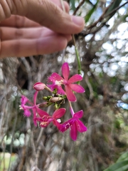 Epidendrum denticulatum