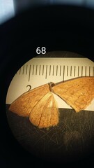 Scopula irrorata